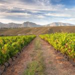Hermanus-Wine-route-experience